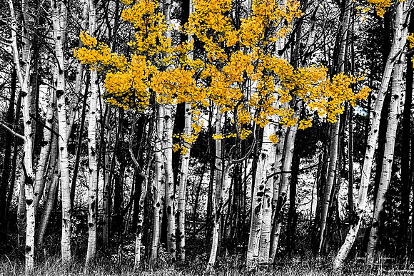 Aspen Touch of Orange