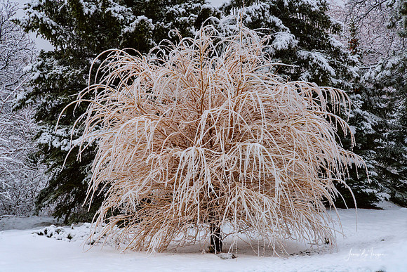 Tree Frosting