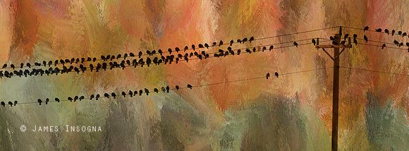 Birds On the Power Lines 1