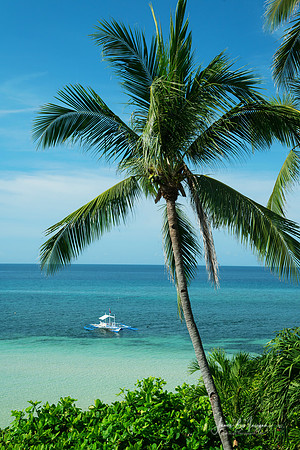 Coconut Palm Boat Paradise