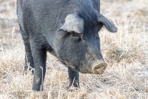 Black Pig Close-Up
