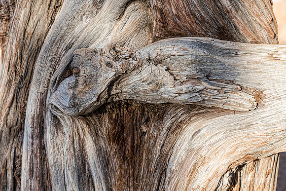 Canyon Tree Texture