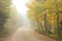 Foggy_Dirt_Road_Autumn_Season