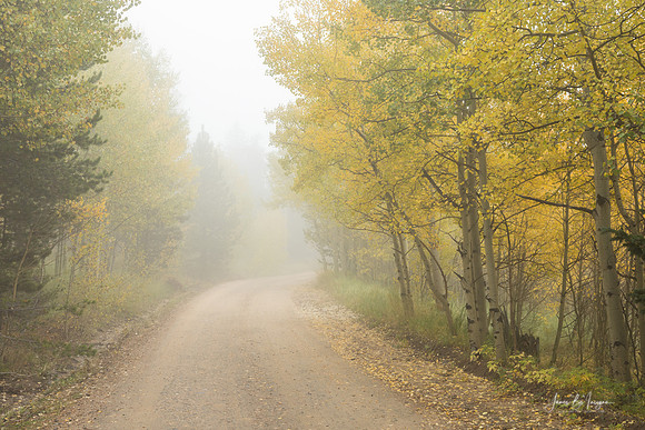 Foggy_Dirt_Road_Autumn_Season