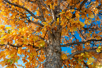 Golden Autumn Glow Under a Blue Sky