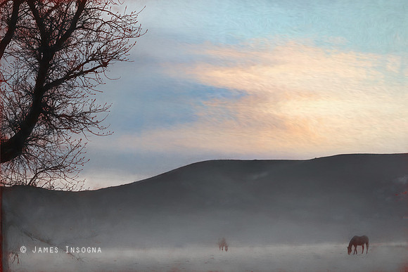 two-grazing-horses-in-the-mist