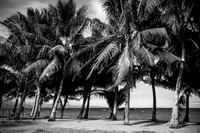 Whispers of Monochrome Palms