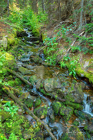 Green Rocky Mountain Stream