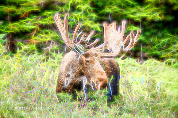 Moose Glow
