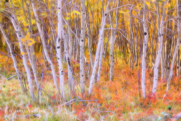 Psychedelic Forest