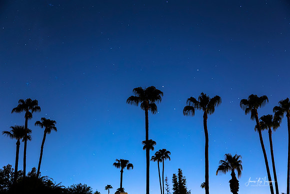 Blue_Tropical_Night
