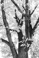 Tree-mendous Elegance in Black and White