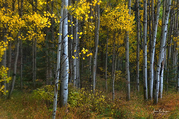 Misty Aspen Grove