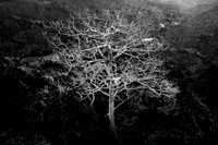 Majestic Solitude of a Bare Tree in Black and White