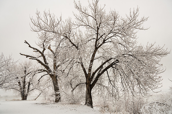 Springtime Snow Storm