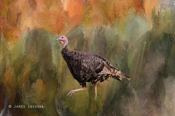 Native_Merriam_Turkey