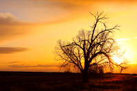An early morning sunrise with a big cottonwood tree out in the country of Boulder County Colorado