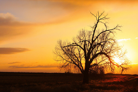 An early morning sunrise with a big cottonwood tree out in the country of Boulder County Colorado