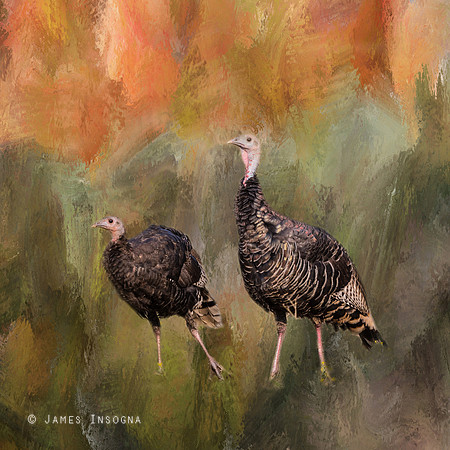 jive-turkeys